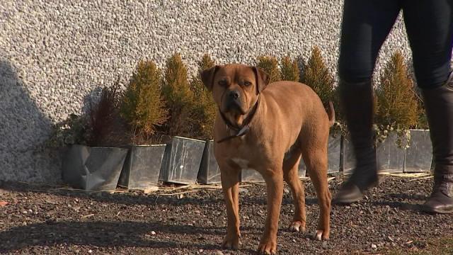 Aider les animaux à affronter le froid
