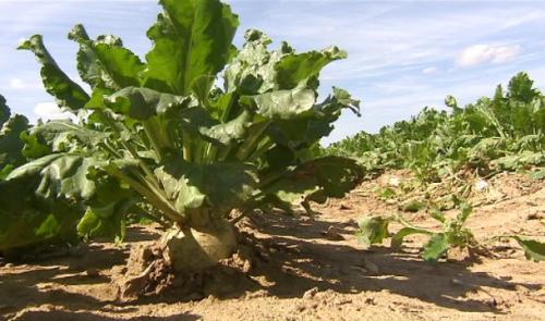Alimentation locale, un enjeu majeur pour demain 
