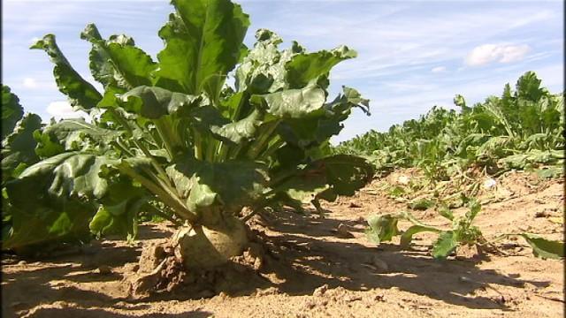 Alimentation locale, un enjeu majeur pour demain 