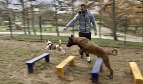 Alleur : un nouvel endroit réservé aux chiens  