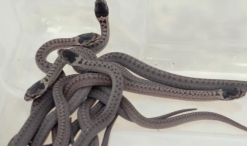 Ampsin : de petits serpents relâchés dans la nature. 