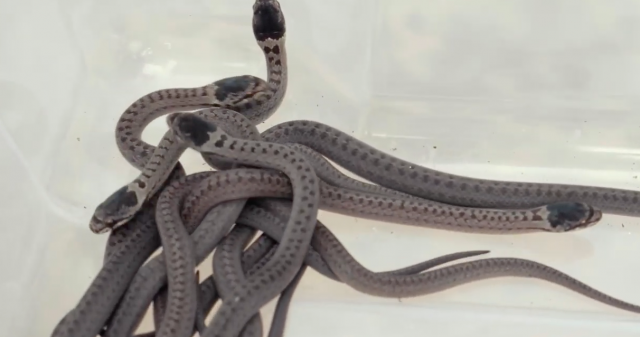 Ampsin : de petits serpents relâchés dans la nature. 