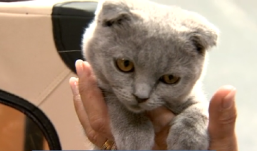 Animal mon Ami, tout pour les compagnons à poils et à plumes 