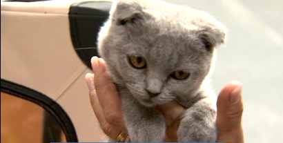 Animal mon Ami, tout pour les compagnons à poils et à plumes 