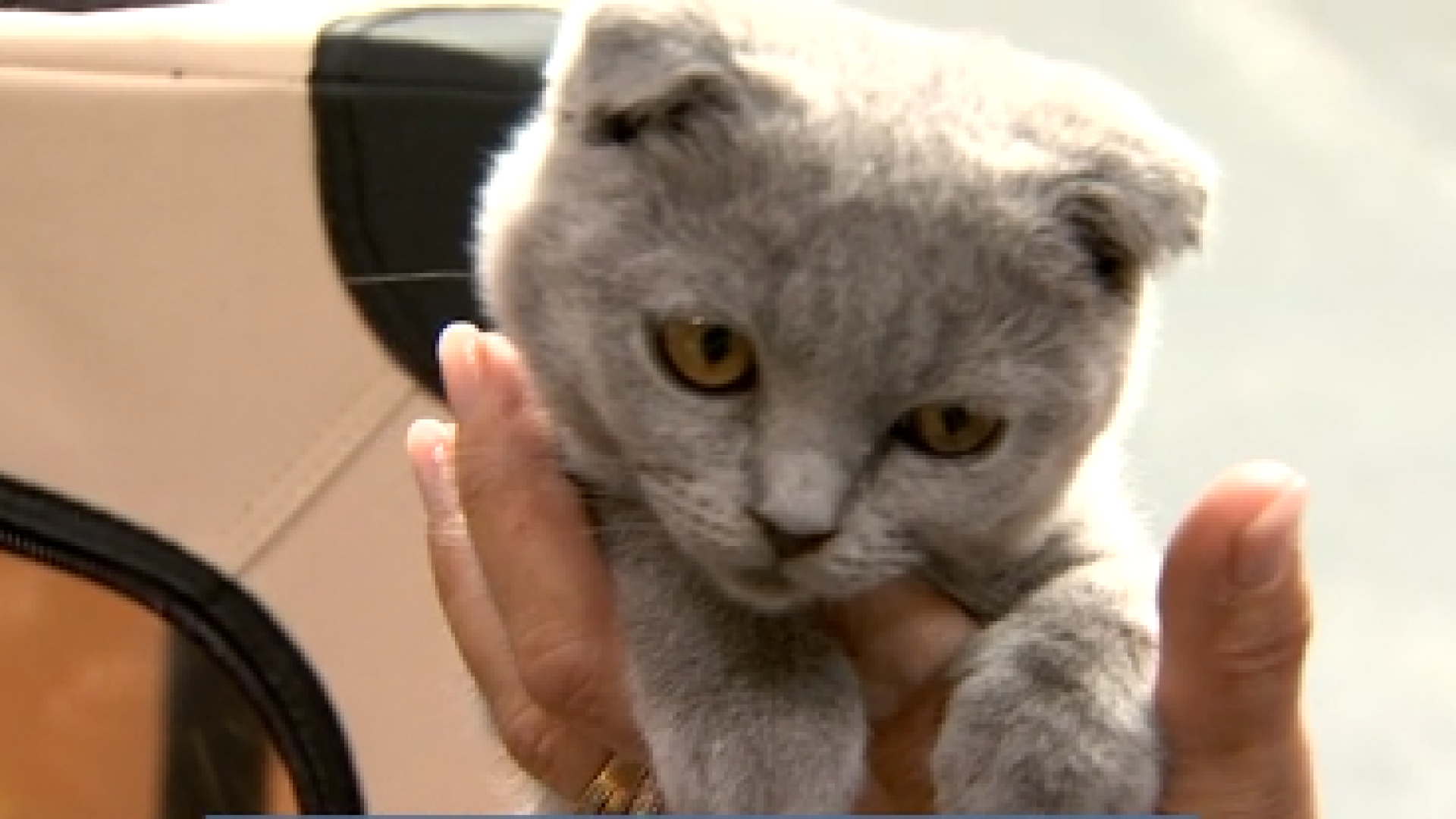 Animal mon Ami, tout pour les compagnons à poils et à plumes 