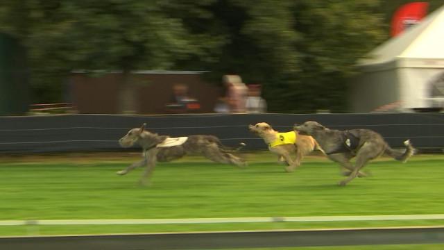 Awans : championnat du monde de courses de lévriers