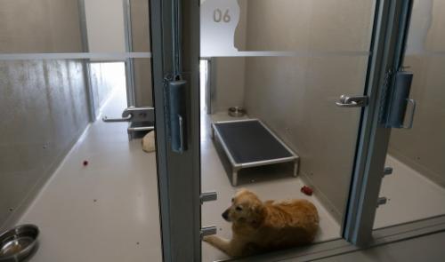 Awans offre un stage de socialisation aux chiens adoptés dans un refuge