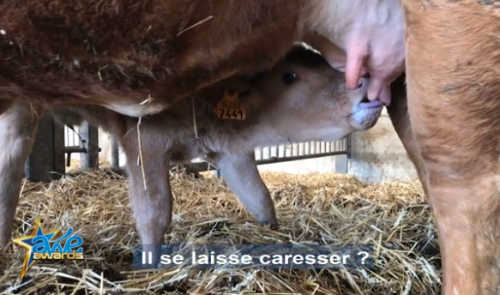 Awe Awards 2018 : Marguerite Happy Cow