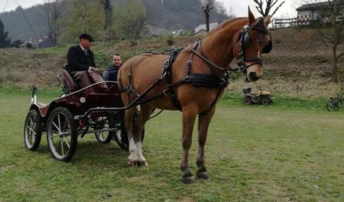 Aywaille :  concours d'attelage 