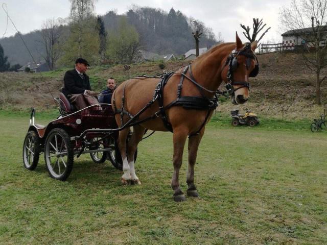 Aywaille :  concours d'attelage 