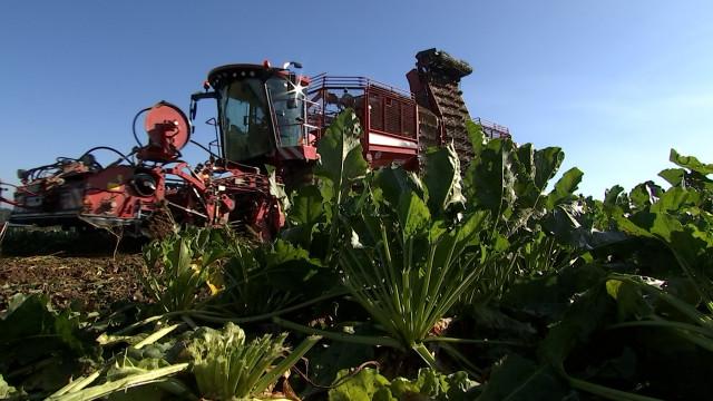 Campagne Betteravière: visite de la sucrerie de Wanze