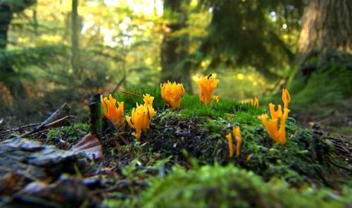 Chasse aux champignons avec des mycologues de l'ULiège