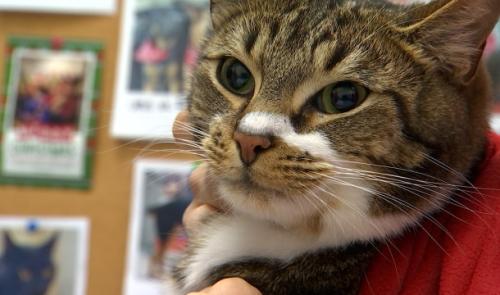 Chiens et chats donneurs de sang 