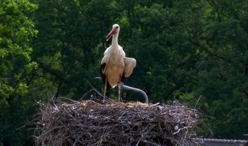  Un nid de cigognes au bord d'une nationale