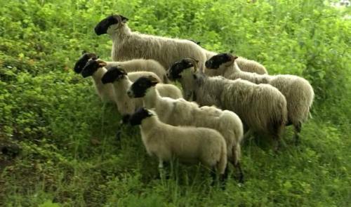 Cointe: le retour des moutons en éco-pâturage