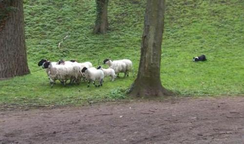 Cointe : les moutons ont été retirés... mais ils reviendront !