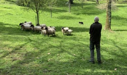 Cointe : les moutons sont revenus !