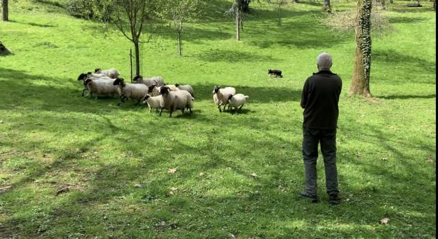 Cointe : les moutons sont revenus !
