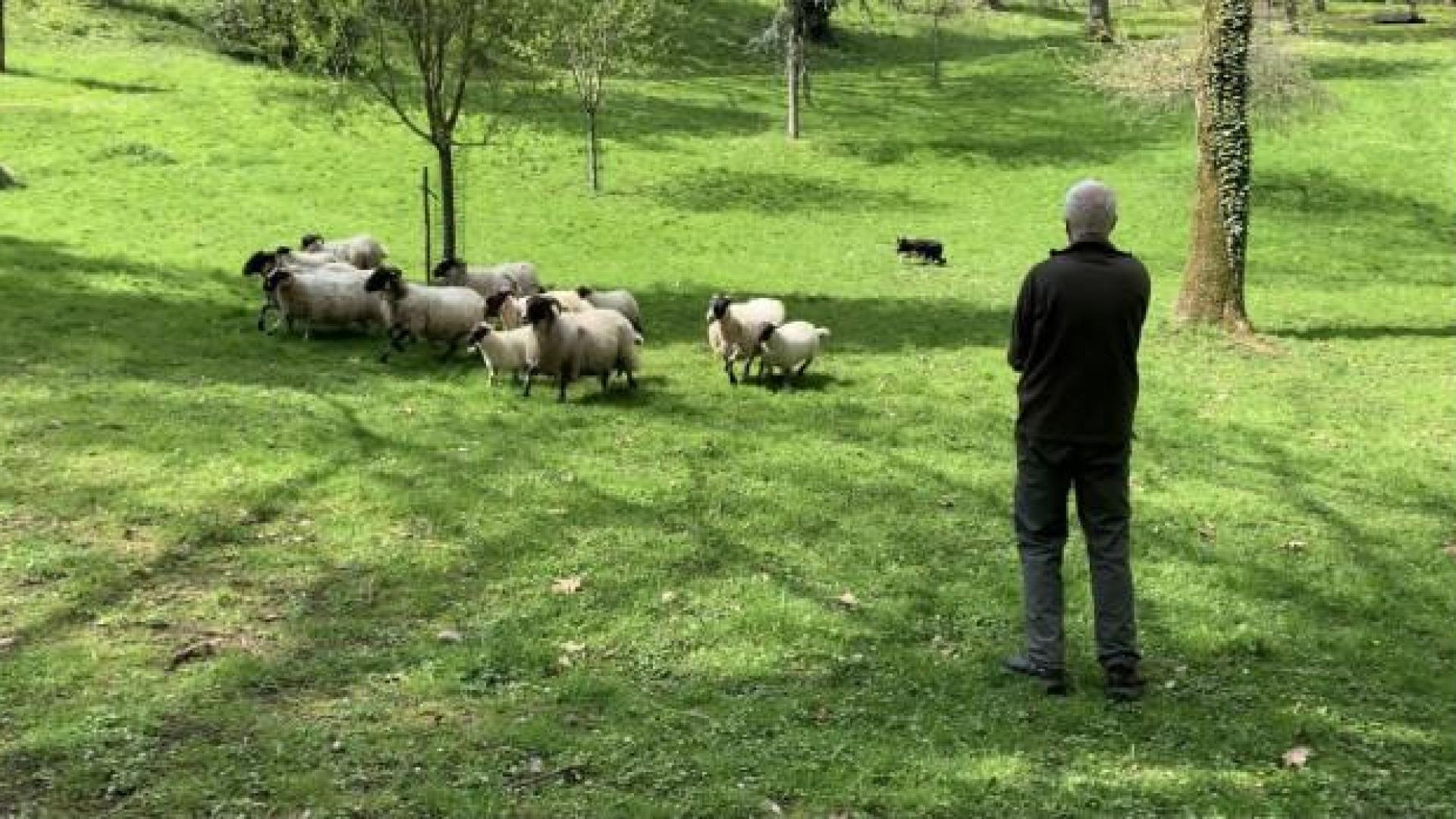 Cointe : les moutons sont revenus !