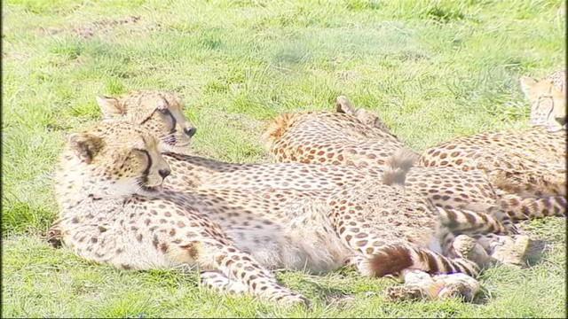 Début de saison prometteur au Monde Sauvage d'Aywaille 