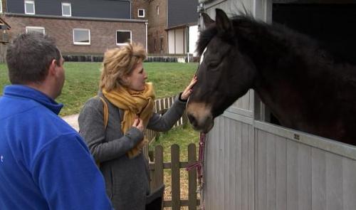 Des aides pour les refuges animaliers suite à la crise sanitaire