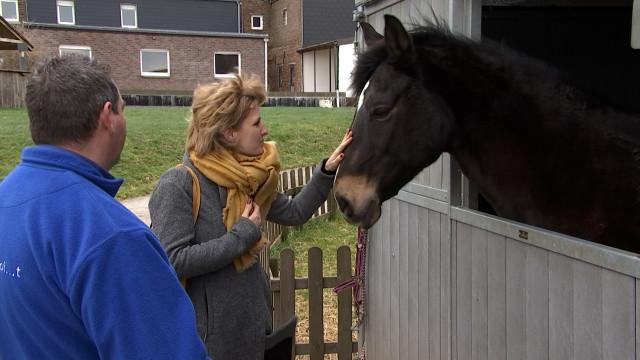 Des aides pour les refuges animaliers suite à la crise sanitaire