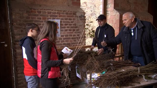 Des arbres distribués dans toutes les communes wallonnes