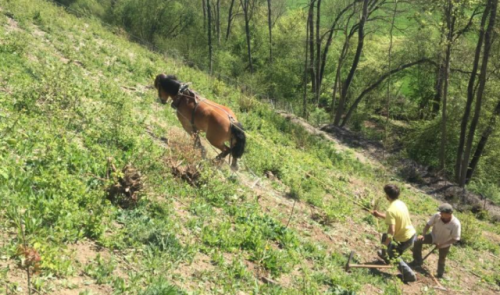 Des chevaux de trait pour déssoucher la Montagne Saint Pierre