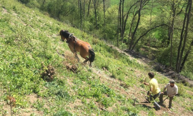 Des chevaux de trait pour déssoucher la Montagne Saint Pierre