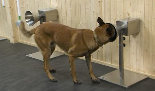 Des chiens capables de détecter la COVID-19
