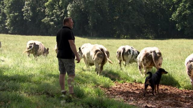 Des chiffres pour casser le stéréotype de la pollution bovine