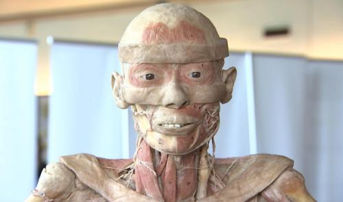 Des corps humains exposés à Liège 