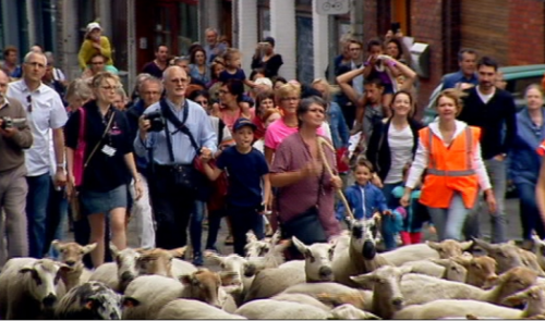 Des nombreux Liégeois pour la transhumance des moutons 