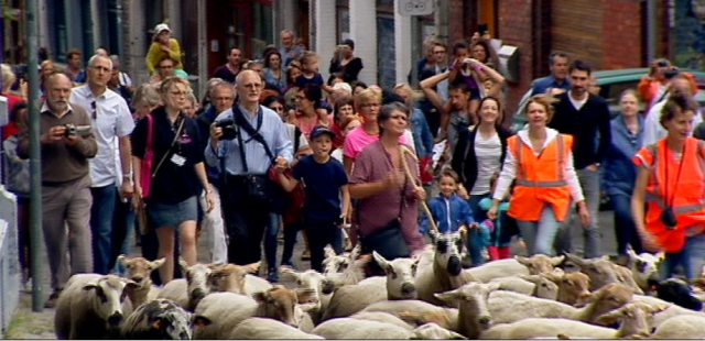 Des nombreux Liégeois pour la transhumance des moutons 