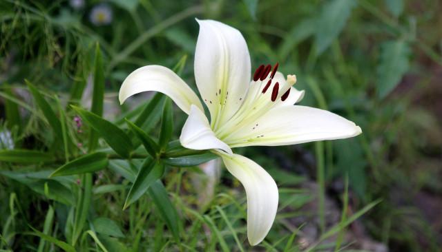 Des jardins dans 7 communes liégeoises pour ne pas oublier les enfants mort-nés