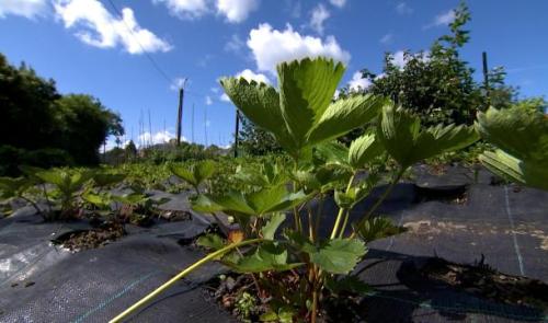 Des potagers pollués au Thier à Liège 