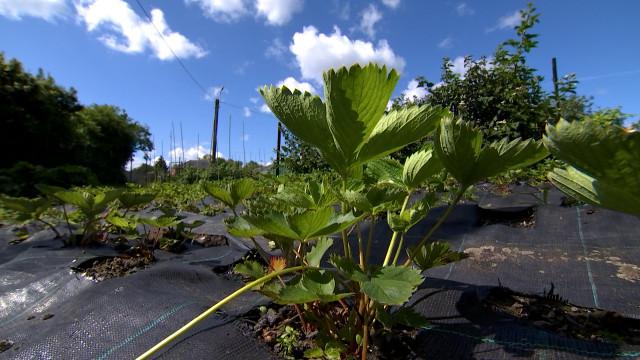 Des potagers pollués au Thier à Liège 