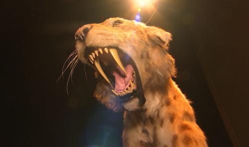 Des tigres à dents de sabre à Flémalle !