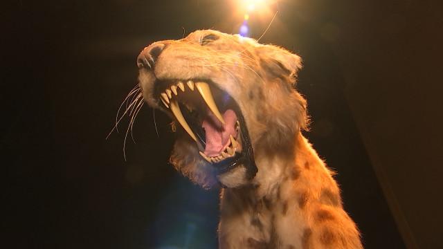 Des tigres à dents de sabre à Flémalle !