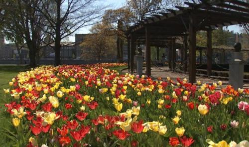 Des tulipes et des roses pour illuminer le Parc de la Boverie