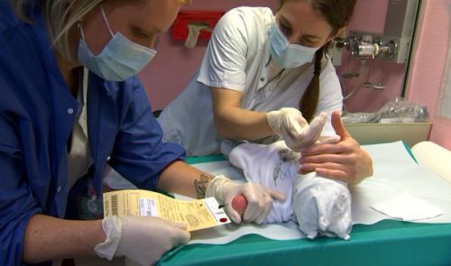 Détecter de nouvelles maladies dès la naissance, avec une simple prise de sang 