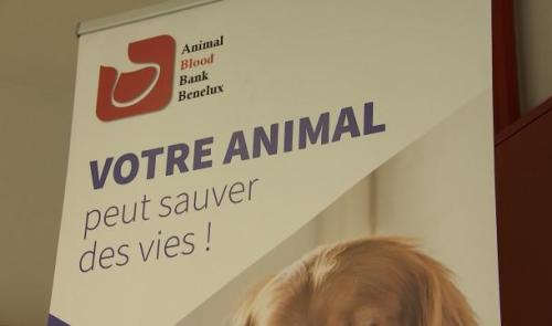 Don de sang: votre animal peut sauver des vies!