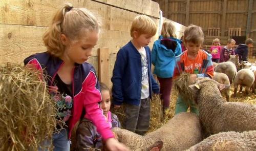 Donceel: les moutons au centre d'un stage à la ferme Schalenbourg
