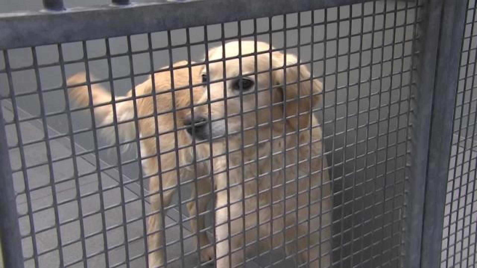 Effets positifs de la crise dans les refuges animaliers