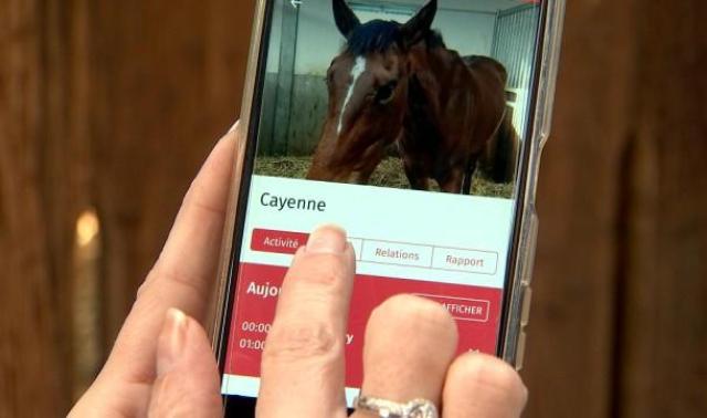 Ekism ID : la carte d'identité de votre cheval