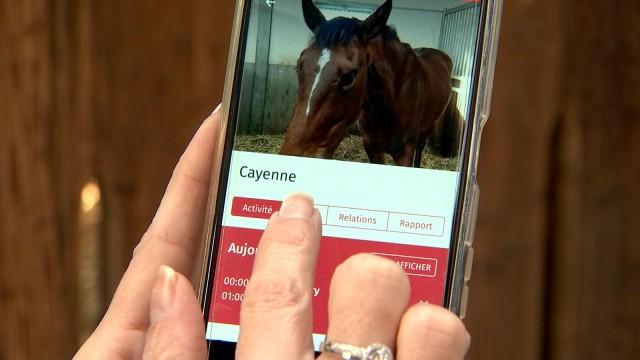 Ekism ID : la carte d'identité de votre cheval