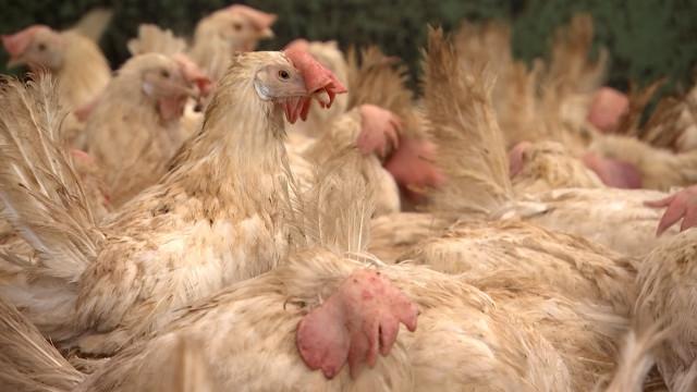 Engis: des poules pondeuses retrouvent une seconde vie