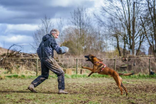 Est-ce que le mordant rend  le chien agressif ?