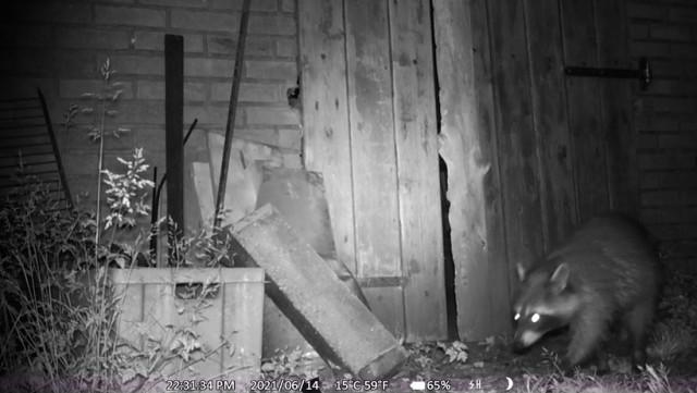 L'été de nos rivières: le raton laveur, animal sympathique mais indésirable