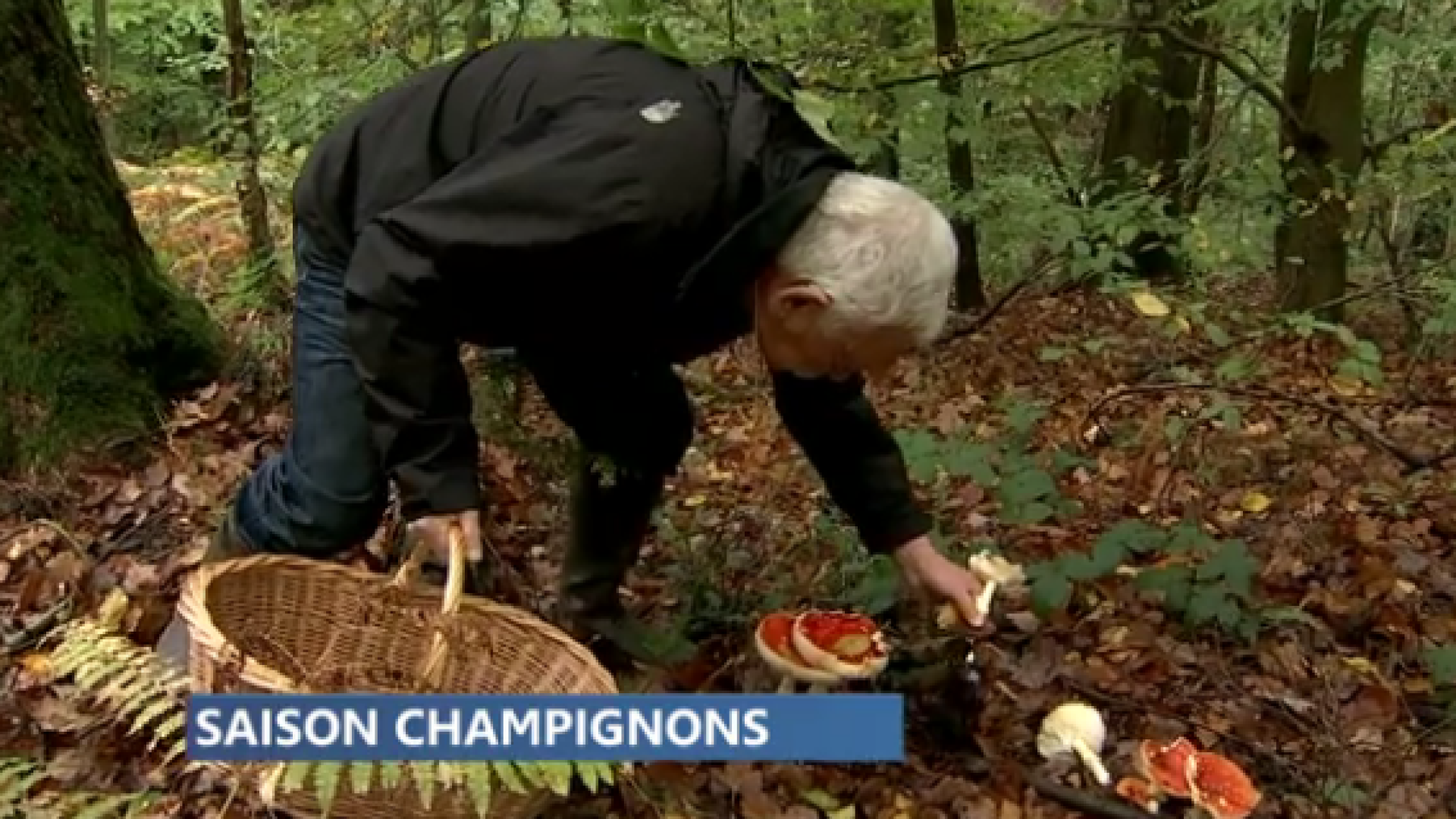 Exposition annuelle de champignons de la société botanique de Liège